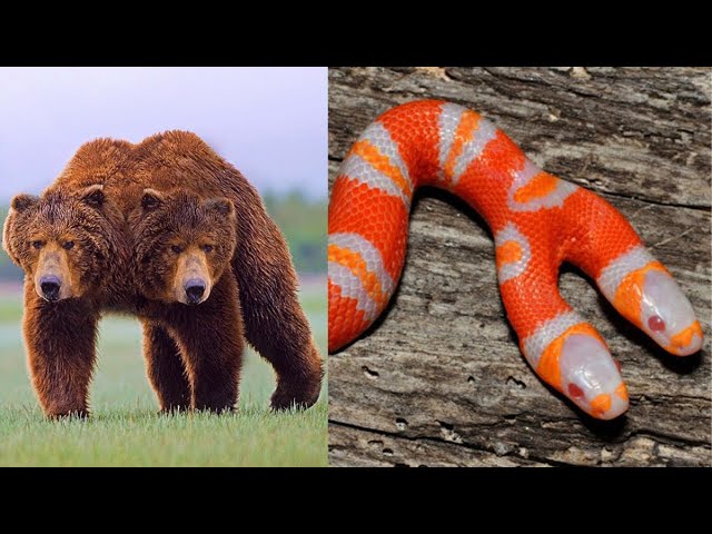 10 Weird Two Headed Animals - YouTube