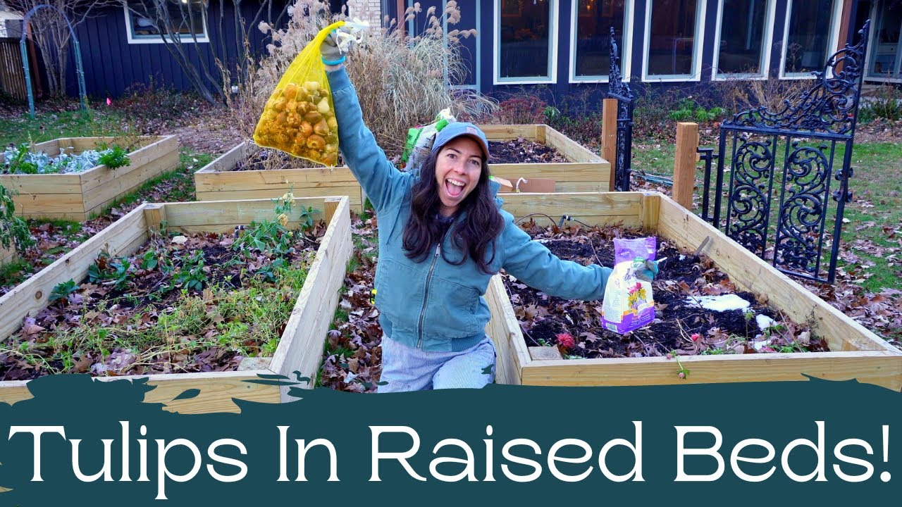 Experimenting With Planting Tulips in Raised Beds for Cut Flower Production in Zone 5B! YouTube