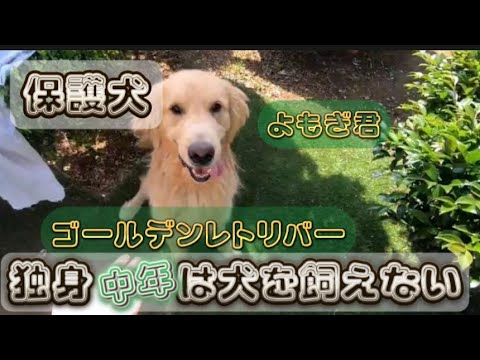 創刊号‼️〜No.48‼️抜け無し‼️レトリーバー/RETRIEVER/ワン ちゃん 創刊号‼️〜No.48‼️抜け無し‼️レトリーバー/RETRIEVER/ワン ちゃん