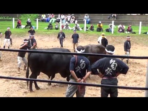 Bullfight in Ojiya, Japan