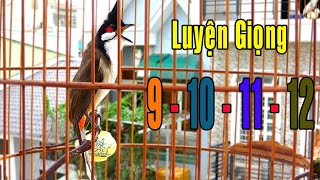 Chào mào Huế sổ giọng dài âm 9-10-11-12 chuẩn rừng/Ép má trắng,chào mào non học giọng/chào mào