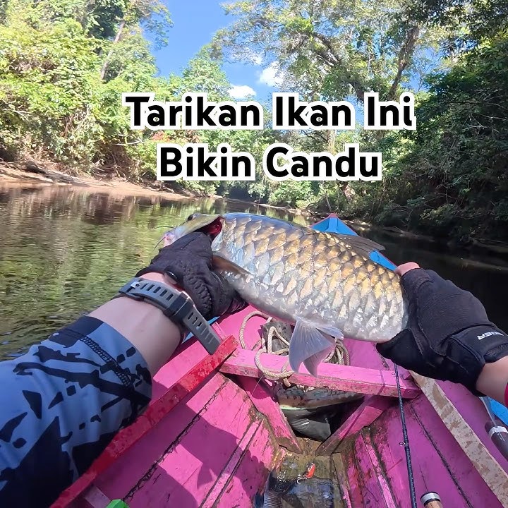 This Fish's Pull Is Addictive & Can Be Carried Away In Dreams #fishing #masherfish #Kalimantan #p...