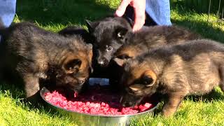 Kraftwerk K9 German Shepherd puppies feeding at 4 weeks old!