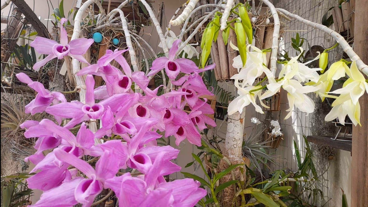 ANOSMUM TIPO,ANOSMUM ALBO,FLORAÇÕES E FORMA DE CULTIVO #orquídeas #floração #cultivo #anosmum #tipo