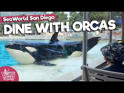 Video: Welche Orcas gibt es in Seaworld San Diego?