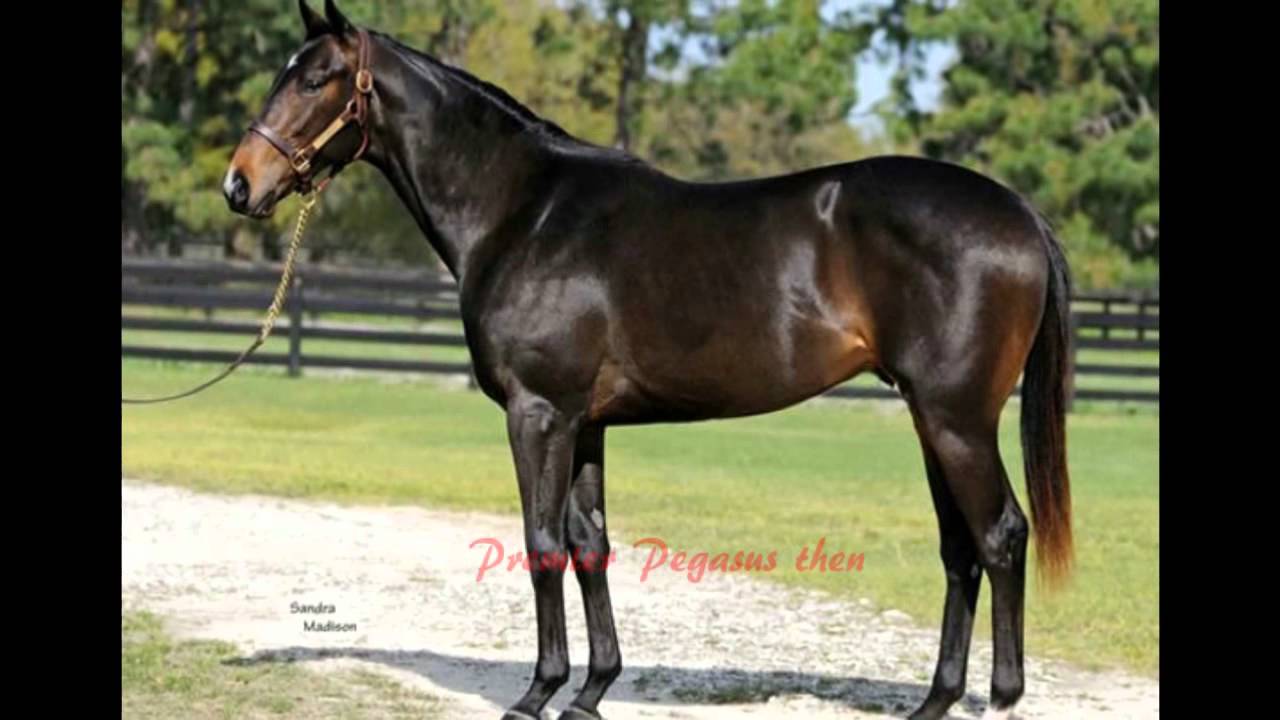 2011 Triple Crown Contenders as Weanlings/Yearlings and Unraced 2 year olds
