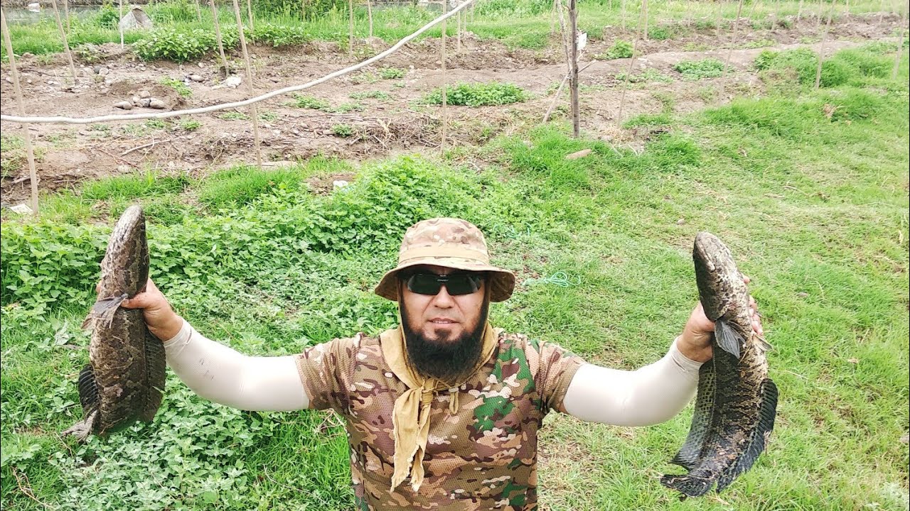 Ёрмозордаги иссиқда илон бош ови! (Вне очередной) 25 июнь 2022 йил