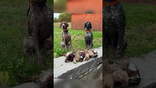 2026 bird season recap #maine #grousehunting #gsp #pheasanthunting #woodcockhunting #uplandhunting