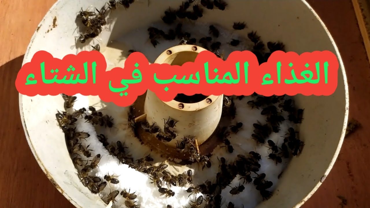 التغذية المفضلة في فصل الشتاء