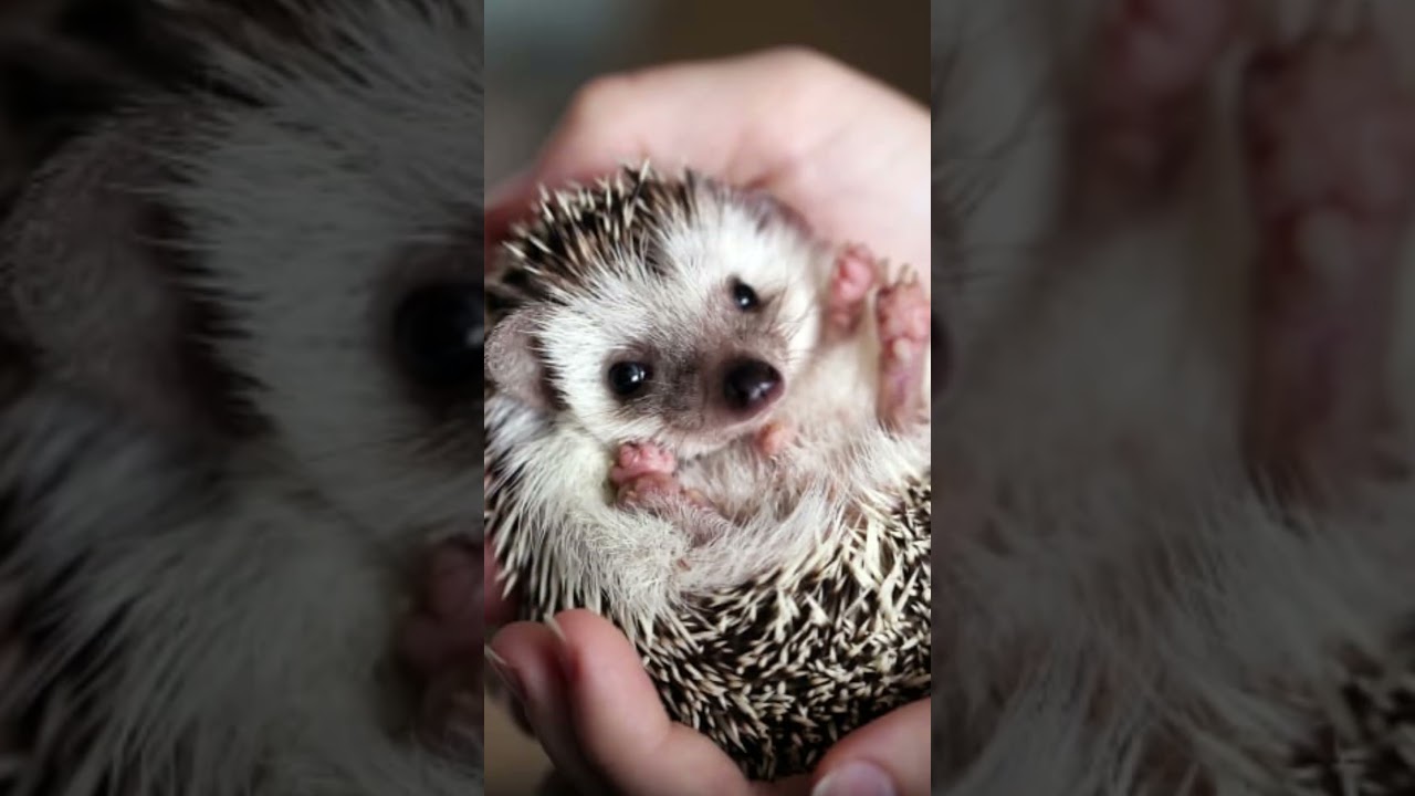 Could I beat these Pokémon in a fight? - Shaymin