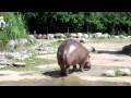 Un hippopotame a lâché le plus gros pet du monde