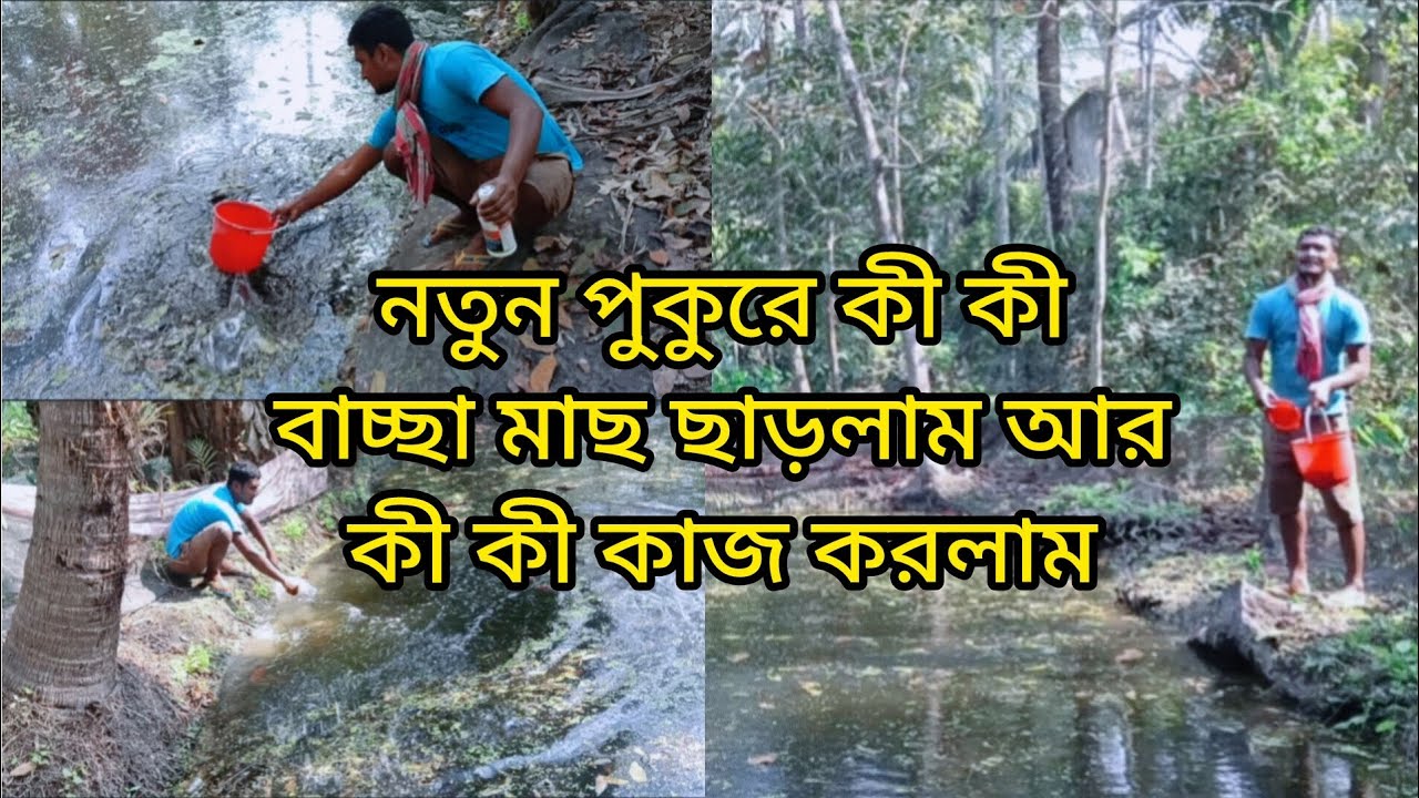নতুন পুকুরে কী  বাচ্ছা মাছ ছাড়লাম আর কী কী কাজ করলাম 