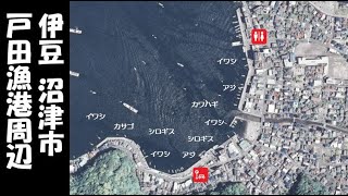 『戸田漁港周辺』の海釣りガイド【伊豆 沼津市】