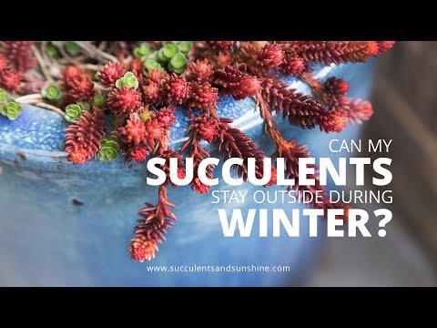 How To Keep Outdoor Succulents Alive In Winter