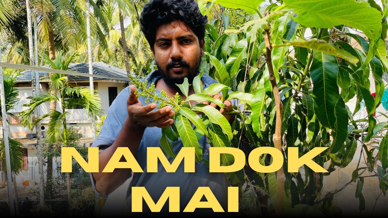 രണ്ടു വർഷം കൊണ്ട് nam dok mai 🥭 പൂവിട്ടു.വീട്ടിൽ വെക്കാൻ ഇതിലും നല്ല മാങ്ങ ഉണ്ടോ ❓