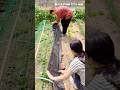 DIY Cute Mesh Tunnel for Ducklings &amp; Chicks – Safe and Fun! #farminglife