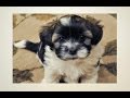 Havanese Puppies Potty Trained: 6 Tips To Housetraining a Havanese, Housebreaking A Havanese