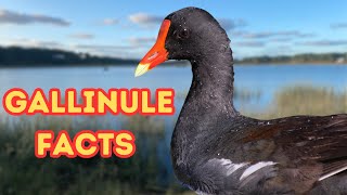 Discover the Common Gallinule: Surprising Fun Facts!