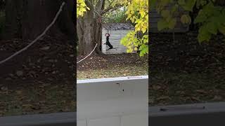 Gambit The American Pitbull Terrier And True Athlete