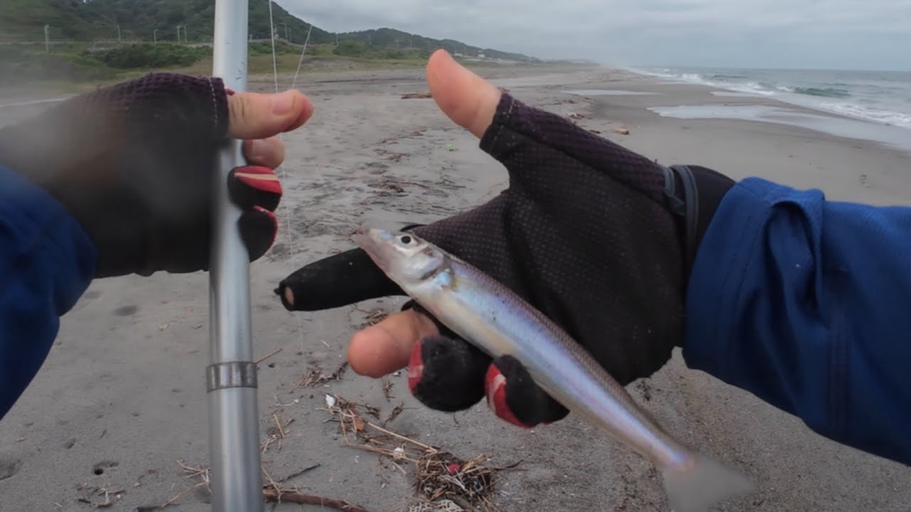 今年のキスは当たり年、遠くへ投げなくても釣れるゾ。