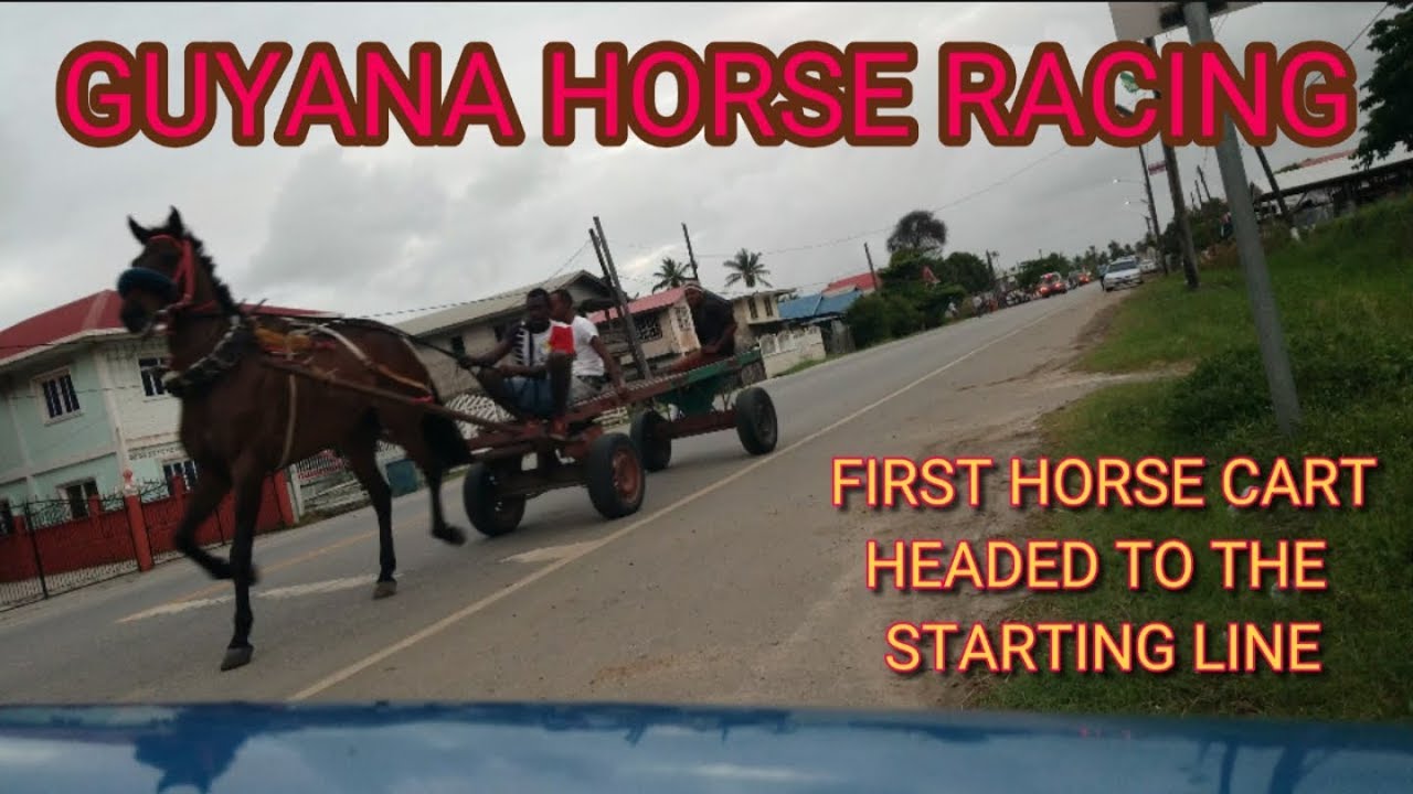 GUYANA HORSE CART RACING YouTube