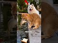 dog failed to copy the cat's 😸idea 💡#shorts #shortvideo
