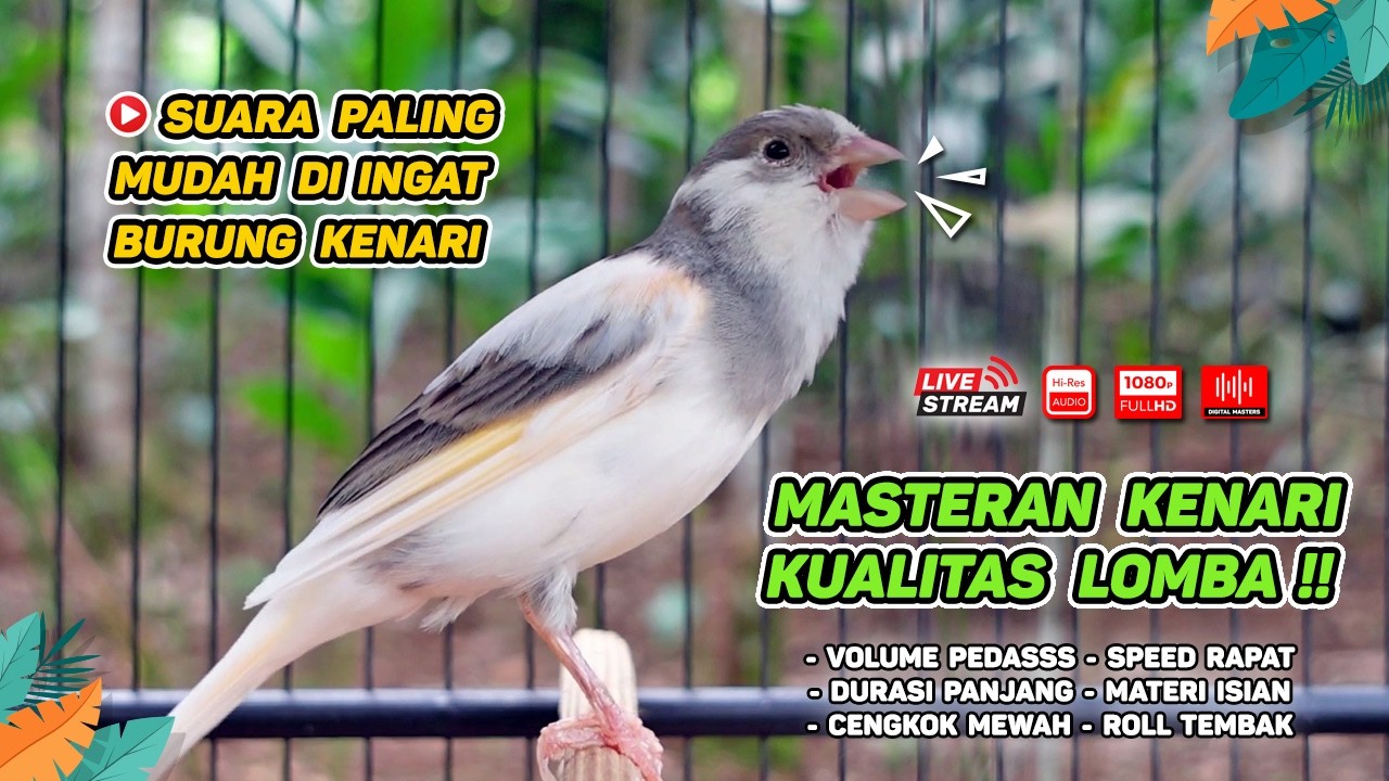 Kenari GACOR NGEREK‼️ Masteran Kenari PAUD dan Pancingan Kenari MACET BUNYI dan Betina NGIWIR - 226