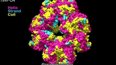 7E4F - Dihedral D4 symmetry - Molecular surfaces