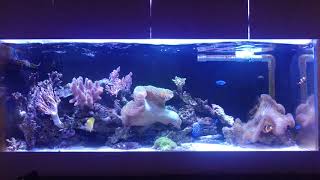 150cm海水水槽