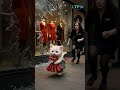 the story of poor naughty cat#shorts #youtubeshorts #viral #shortvideo #cat