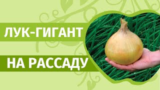 Успейте посадить лук на рассаду в феврале: Эксибишен, Ялтинский, Глобо. Проверено урожаем!