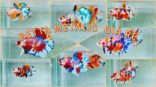 Clip 17/05. Nemo Metalic giá rẻ 60,70,80....Mời mọi người vào ngắm cá giải trí, ủng hộ em nhé.
