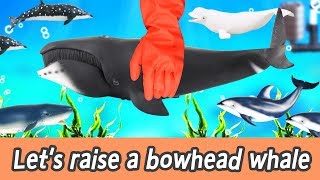 En Lets Raise A Bowhead Whale Animals Names For Kids, Cocos Animation, Collecta ㅣCocostoy