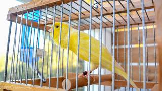First Canary singing after molting - Canary &#39;s training song  - Yellow Canary