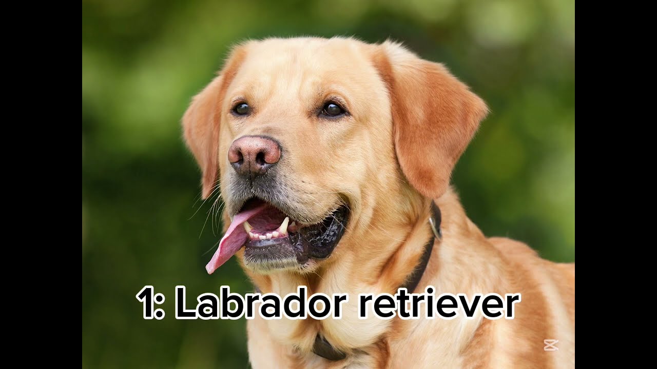 Top 10 rare and fun dog facts