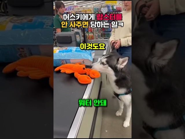 허스키에게 랍스터를 안 사주면 당하는일 #humor