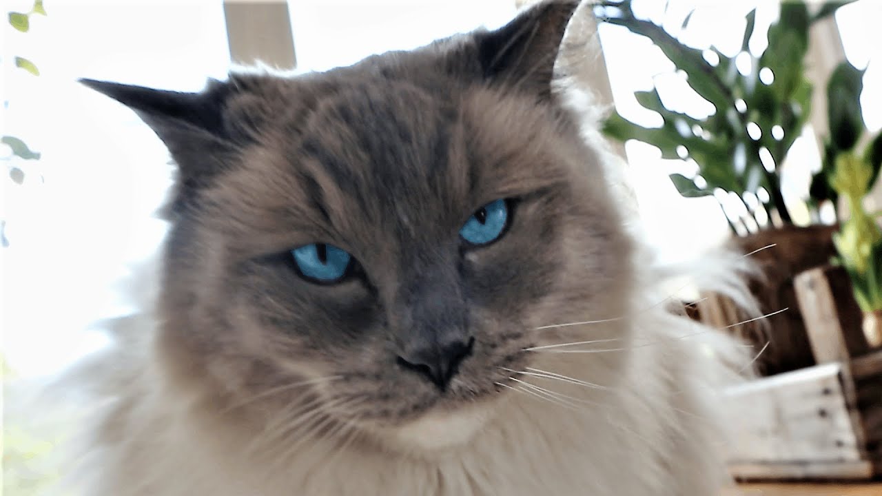 Bored Ragdoll Cat Goes Wild YouTube