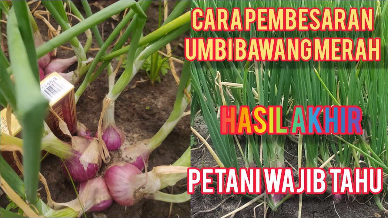 CARA MEMPERBESAR UMBI BAWANG MERAH TAHAP AKHIR 