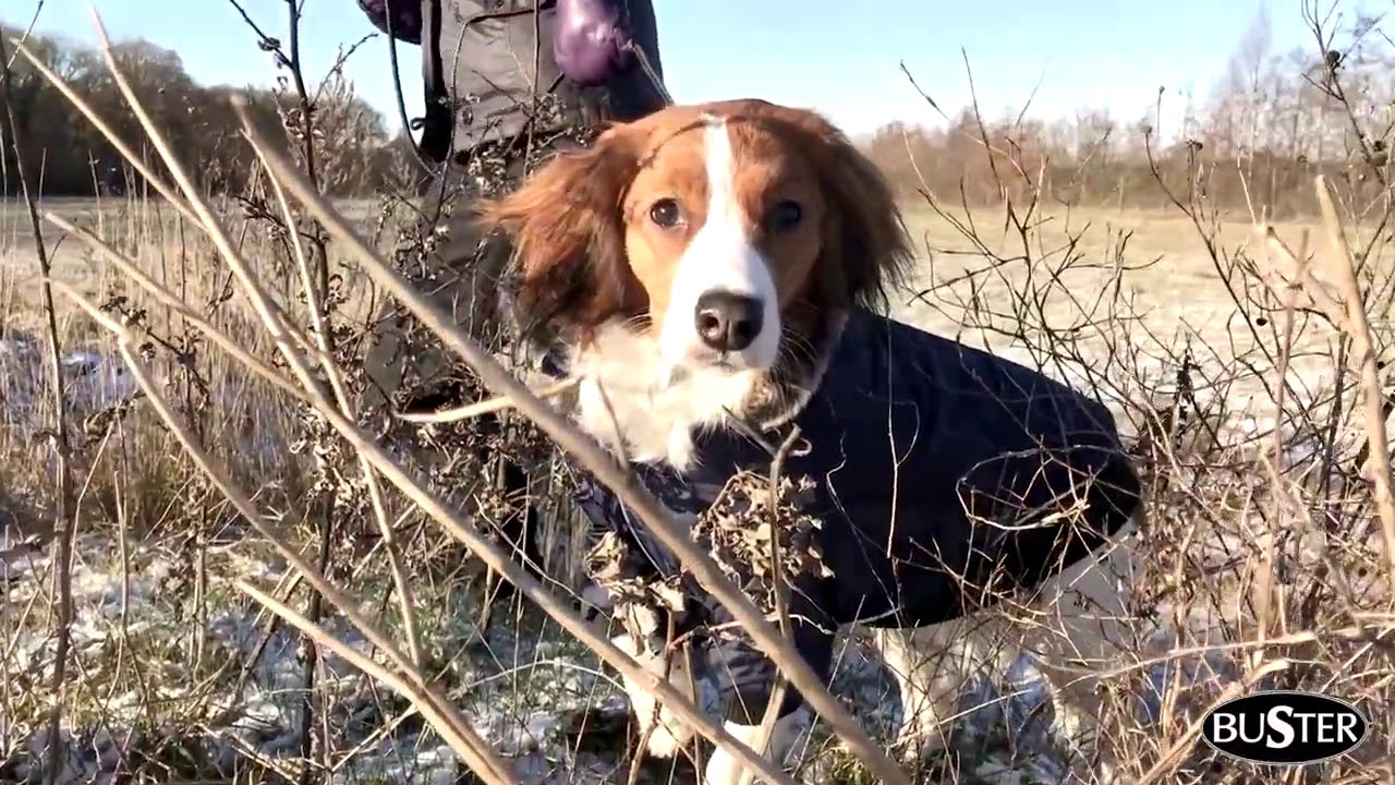 BUSTER Dog Coats and Jackets YouTube