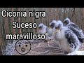 Cigüeña negra (Karula- Estonia) 2022 Ocurrió un suceso nunca visto y MARAVILLOSO