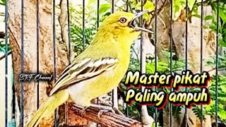 SUARA PIKAT SIRTU/CIPOH GACOR MUDA HUTAN PALING JITU JAMIN LANGSUNG TURUN@srfchannel3881 