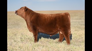 JCL Cowboy 06H