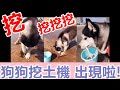 抖音 狗狗挖土機! 會挖土還會抓螃蟹! 【狗狗搞笑短片】