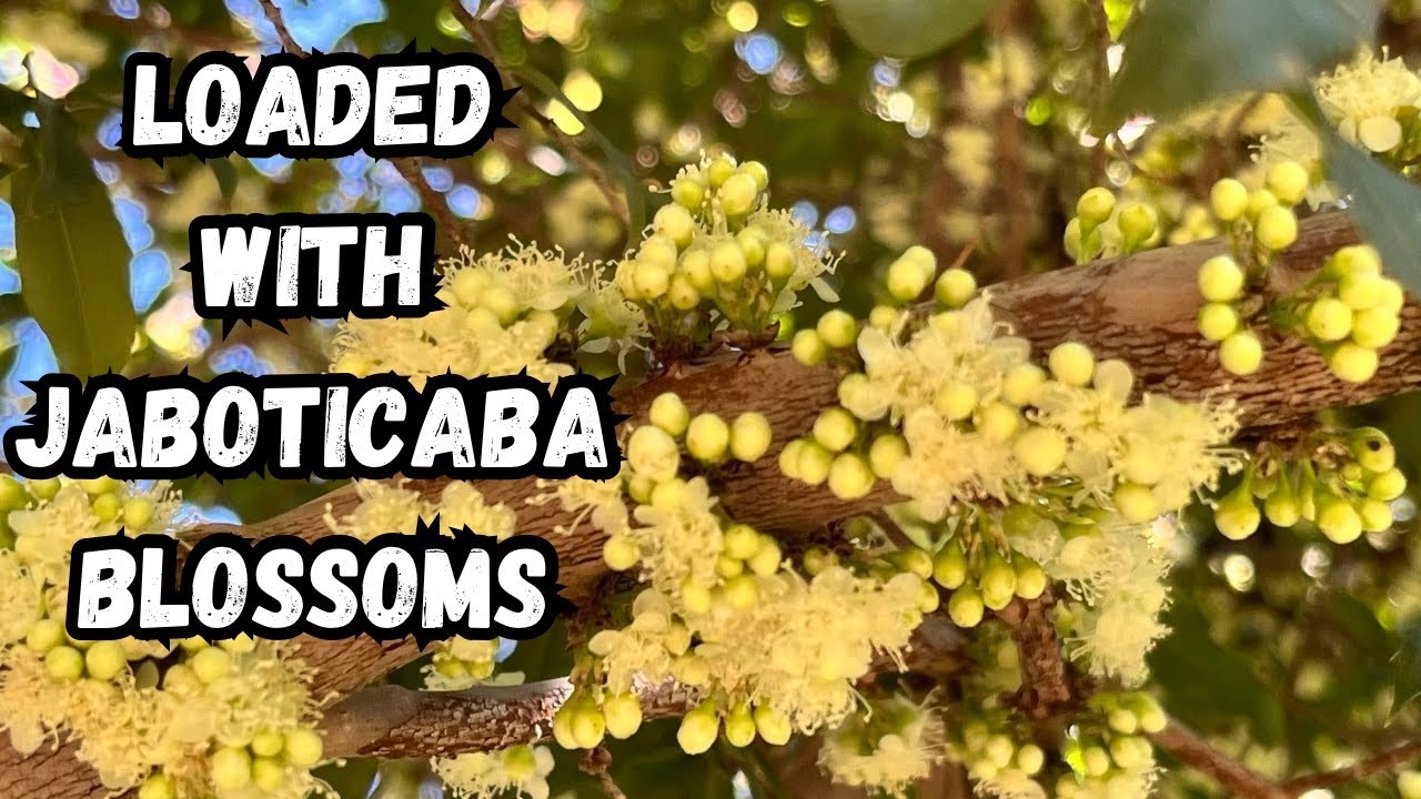 Jaboticaba Tree Fertilizer My Favorite amendment for Massive Blossoms