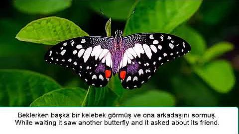 Turkish Video Story 2