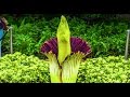 Corpse flower timelapse chicago botanic garden