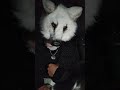 Ruff ruff !! #alterhuman #furry #therian #therianthropy #canine #caninetherian #caninemask