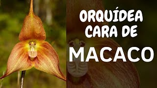 TOUCEIRA DE ORQUÍDEA CARA DE MACACO! SOMENTE 10 UNIDADES! - thptnganamst.edu.vn