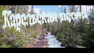 картинка: Карельская весна. Майский поход по Ленинградской области (ост.п. Инкиля-ост.п. Инкиля)