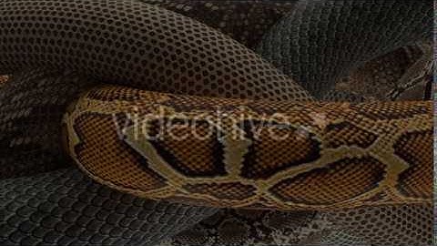 Snake Skin Motion Graphics Animation Background